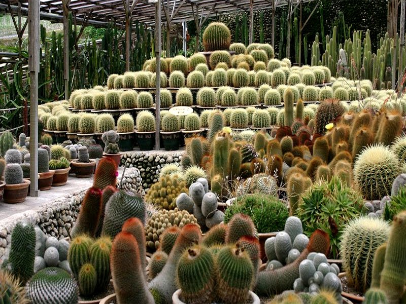 Cactus Valley