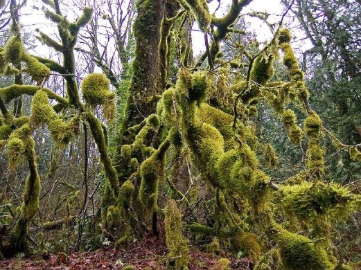 Hutan Mossy