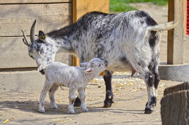 Susu kambing
