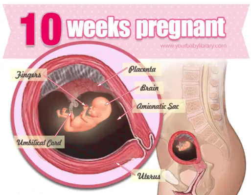 Image result for 10 minggu kehamilan