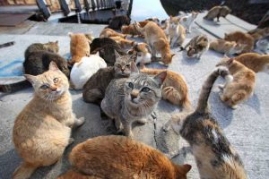 TOP] 8+ Jenis Kucing di Malaysia Paling Popular - Bidadari.My