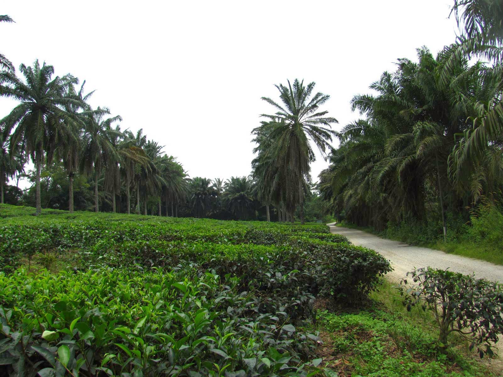 Ladang Teh Boh Bukit Cheeding