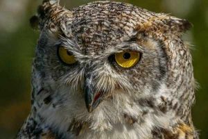 Jom Kenali 15 Jenis Burung Di Malaysia Wujud Rupanya Bidadari My