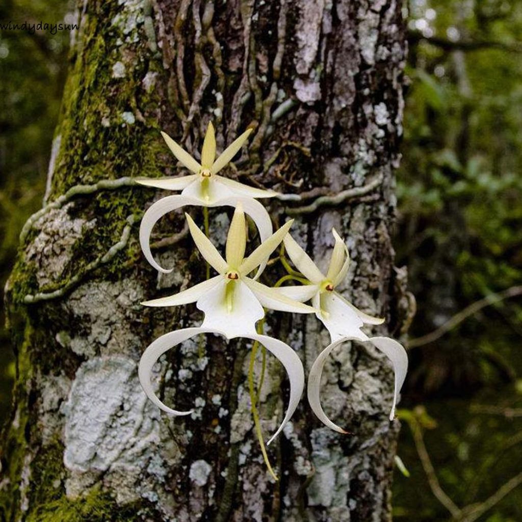 410 Gambar Hantu Paling Menakutkan Di Dunia Gratis