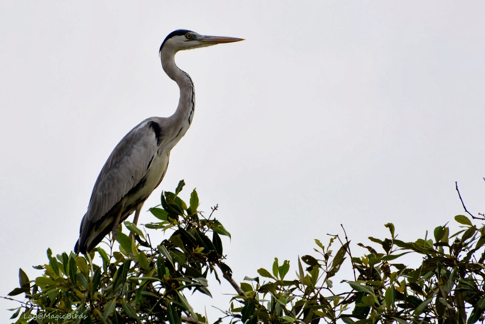 Sabtuari Burung Kuala Gula