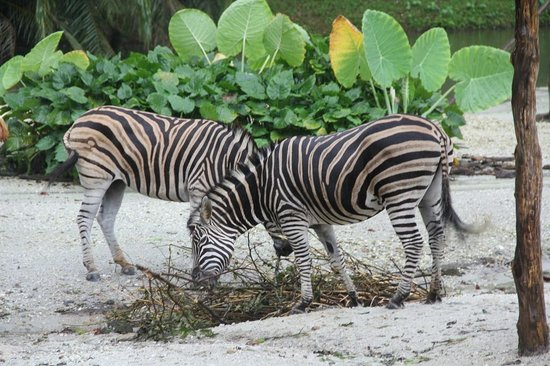 Zoo Taiping & Night Safari