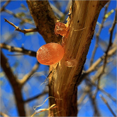arabic gum