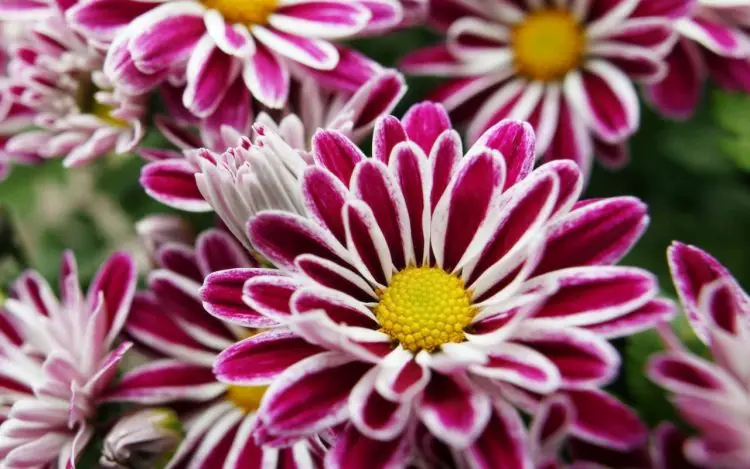 20 Bunga Tercantik Di Dunia. Ramai Terkejut Tengok Bunga Terakhir