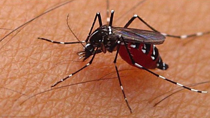 Download 89+ Gambar Gigitan Nyamuk Terbaru 